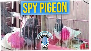 Man Demands the Return of His Pigeon, Detained in India for Spying