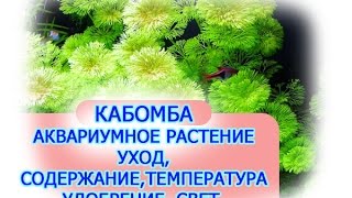 Аквариумные растения КАБОМБА, КАК ВЫРАЩИВАТЬ АКВАРИУМНЫЕ РАСТЕНИЯ, содержание, уход ,удобрениях