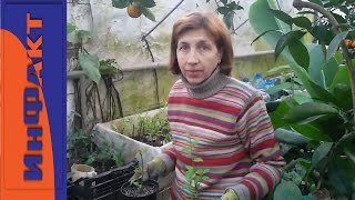 Как Вырастить Гранат На Даче (ч. 2)