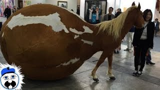 15 Craziest Horse Breeds Ever