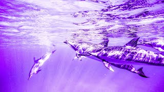 Solfeggio Healing Tones | 432Hz Positive Energy | Ancient frequency | Meditative Relaxing Music