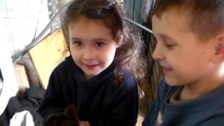Цыплята 12 дней после инкубации.Chicks after 12 days of incubation.