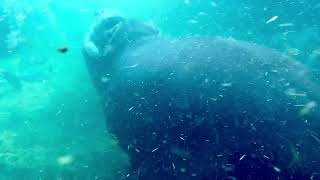 Baby Hippo Fritz Playing with Sister Fiona - Cincinnati Zoo