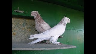 Андижанские (узкочубые) голуби (фильм Олега Иванова), узбекские голуби