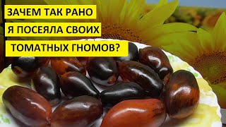 Когда сеять Томатных Гномов для теплицы и когда для открытого грунта?