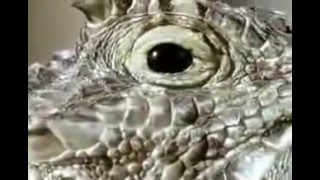 BBC Живая Природа Звери Хулиганят. BBC Animals Behaving Badly