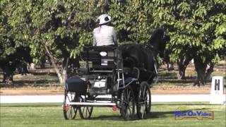 08D Alyson Harris Training Single Horse Dressage Shady Oaks CDE October 2013