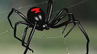 Ядовитые опасные пауки. Самые опасные ядовитые пауки