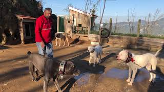 CANECORSO VS KANGAL BARONUN NARKOZA YARA VERDİĞİ ANIN VİDEOSU SU DÖKEREK AYIRDIM ANINDA #kangal #dog
