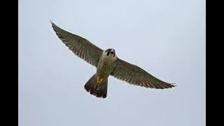 13.05.19.Птица сапсан и мои голуби. Peregrine falcon and my pigeons.