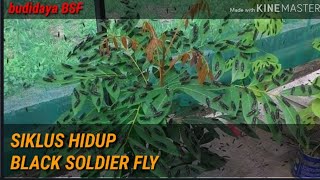 ILMU  DASAR BUDIDAYA BSF - MENGENALI SIKLUS HIDUP NYA