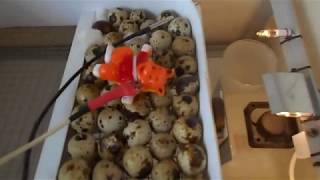 Инкубатор своими руками. На базе контроллера Ардуино. Сделай сам!