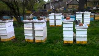 Расширение 8-рамочников третьими корпусами, 27.04.2016