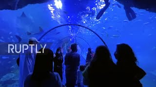 Middle East's largest aquarium opens in Abu Dhabi