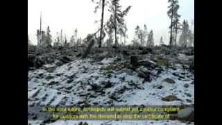 На делянках ОАО «Муезерский ЛПХ» / On plots of «Muezerskiy Lespromhoz»