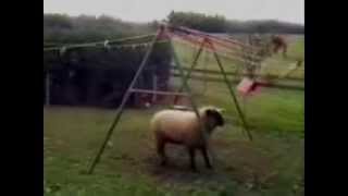 Тупой баран бодает качели / Dumb sheep butt swing