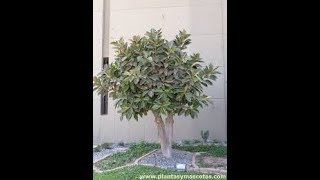Germinado de semillas de chirimoya