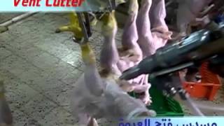 منتجات المجموعة المصرية المصرية مسالخ ومجازرالدجاج  MIG Chicken Slaughter House