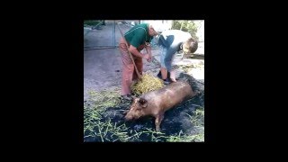18+ . Как освежевать синью. // How to skin pig. 18+