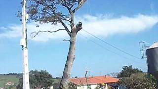 Cortando encina Abaño 1