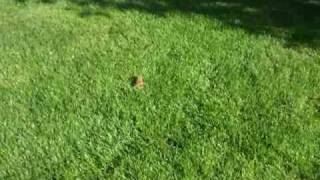Releasing the frog