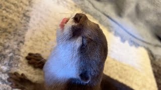 カワウソが生乾きの服を嗅いだらトイレに直行してしまった！？ 笑 If an otter smells fresh clothes, lol.