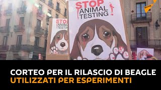 #Spagna: corteo per il rilascio di beagle utilizzati per esperimenti