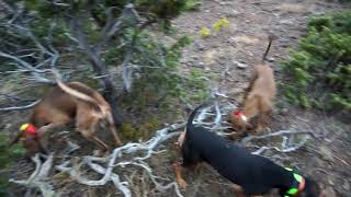 Κυνήγι λαγού με  τον λειότριχο   SEGUGIO ITALIANO Hare Hunting -