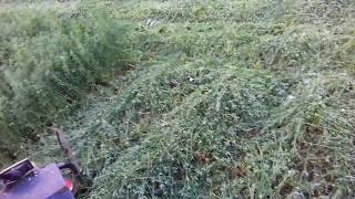 Роторна косилка в дії. 2-ий укіс люцерки