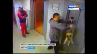 Rus red het leven van een hond tussen lift!