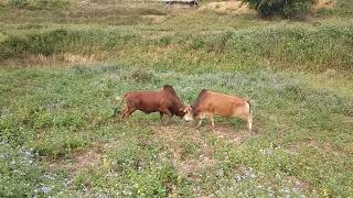 Nyuj sib nraus zoo saib tshaj li os nyuj loj kub luv na