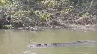 Un cocodrilo en el río Daintree [Daintree River Crocodile]