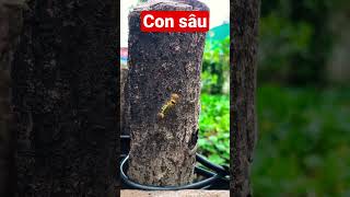 Bé học nhận biết con sâu/ Dạy trẻ thông minh sớm #mới #daybehoc #daybetapnoi #daytrethongminhsom