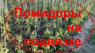 ПОМИДОРЫ!Конструкция для высокорослых помидоров!