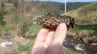 Карпаты. Ищем рыбу под камнями