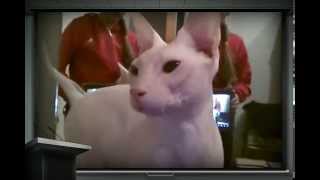 Сфинкс кот