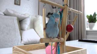 Lily the parrotlet ( forpus ) swinging