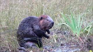 Martin's Old Off Grid Log Cabin #33 Animals of 2017