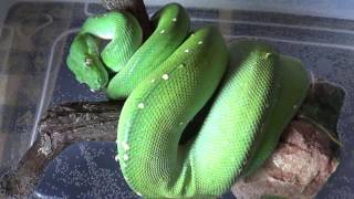 I SERPENTI DI LUIGI Morelia viridis