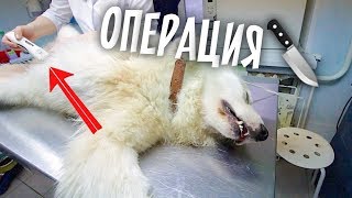 Операция у бездомной Били. Какая же она хорошая!