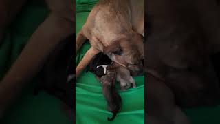 DOGS MATING: 7 PUPPIES FOR NOW HAHA
