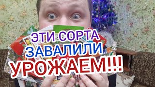 САМЫЕ УРОЖАЙНЫЕ СОРТА ПЕРЦА!!!??