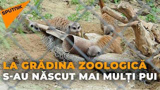 La Grădina Zoologică s-au născut mai mulți pui: Cum arată nou-născuții
