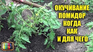 ОКУЧИВАНИЕ ПОМИДОР КОГДА КАК И ДЛЯ ЧЕГО