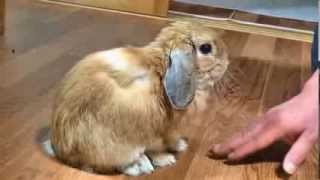 うさぎの鳴き声　(怒ったときのダンダンウー ） I was scolded by the rabbit.