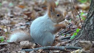 Бельчонок и грецкий орех / Young squirrel and walnut