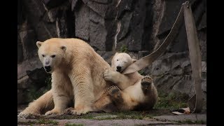 Eisbären Hertha und Tonja im Tierpark Berlin 27.10.2019