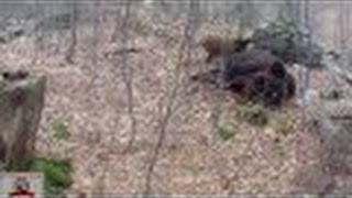 bear hunting with dogs.  охота на медведя с собаками