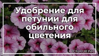 Удобрение для петунии для обильного цветения | toNature.Info