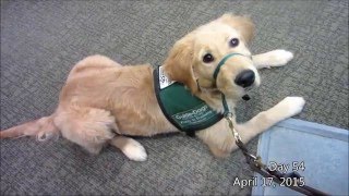 One Second a Day - GDB Guide Dog in Training (Lombard)
